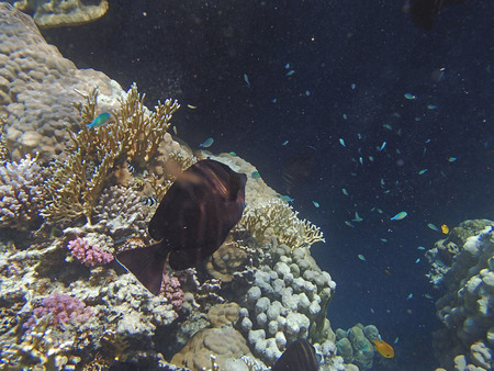 colorful red sea of egypt