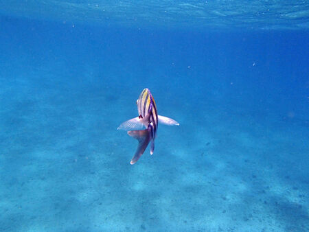colorful red sea of egypt