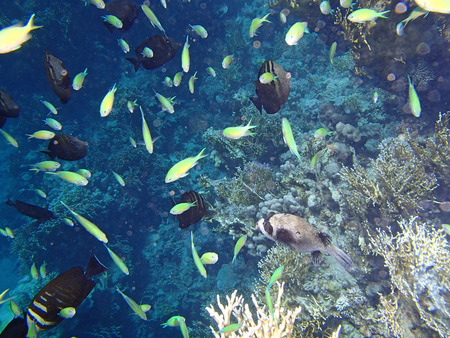 snorkeling adventure in amazing red sea
