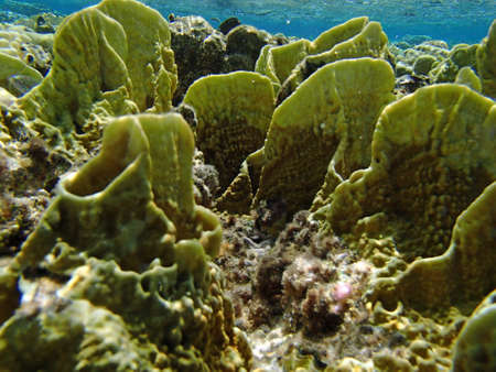 snorkeling adventure in amazing red seaの写真素材