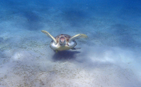 turtle in the red seaの写真素材