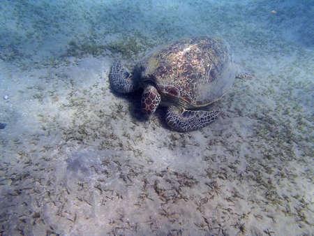 turtle in the red sea