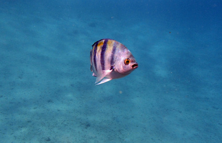 colorful red sea of egyptの写真素材