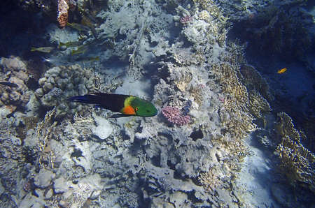 colorful red sea of egyptの写真素材
