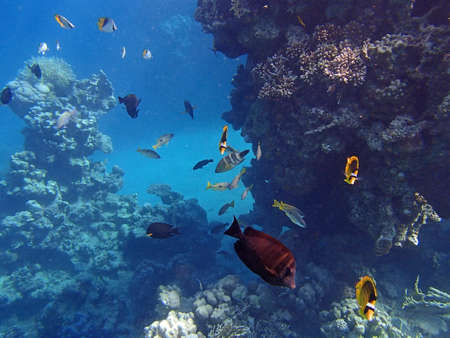 snorkeling in the red seaの写真素材