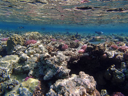 snorkeling in the red sea