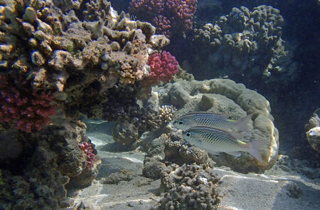 snorkeling in the red sea