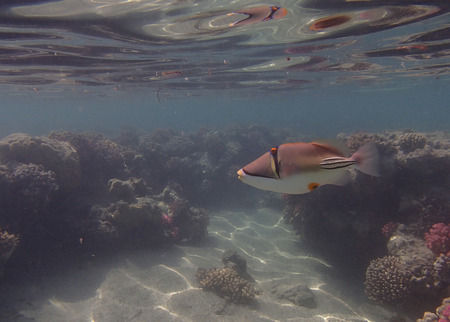 snorkeling in the red sea