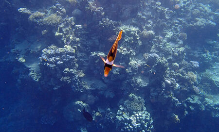snorkeling in the red sea