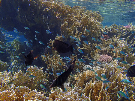 snorkeling in the red sea