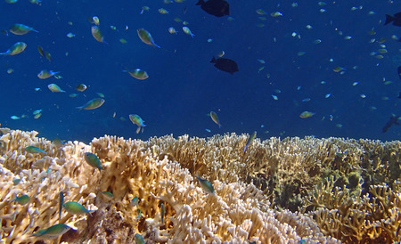 snorkeling in the red sea