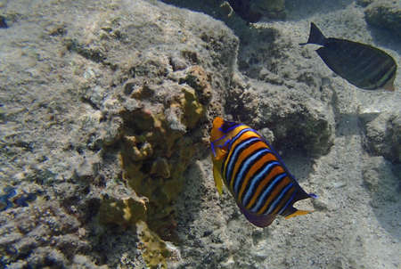snorkeling in the red sea
