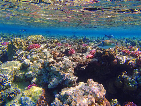 red sea snorkeling adventureの写真素材