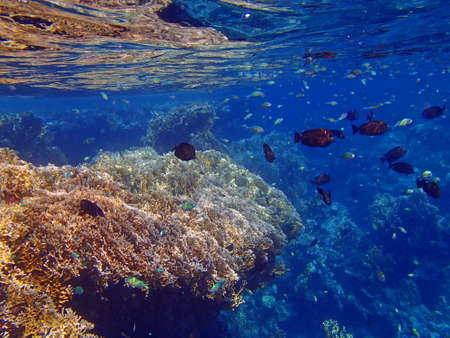 red sea snorkeling adventure