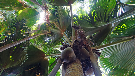 coconut on tree in national parkの写真素材