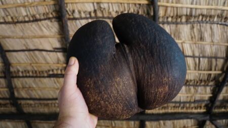 famous coco de mer fruitの写真素材