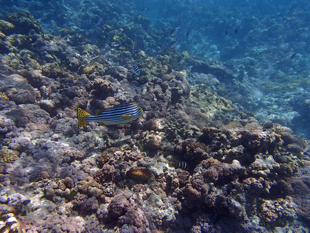 snorkeling in the colorful indian ocean on seychelles