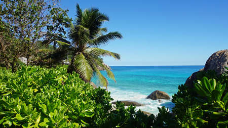 wild green tropical coast of mahe island
