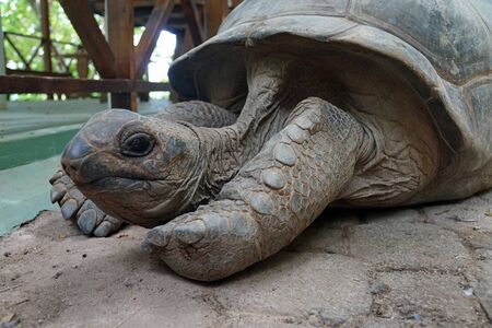 close up from turtle on tropical island on seychellesの写真素材