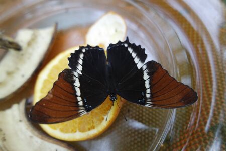 close up from butterfly on an orangeの写真素材