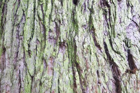 close up from nice natural wooden backgroundの写真素材