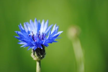 blue flower on green backgroundの写真素材