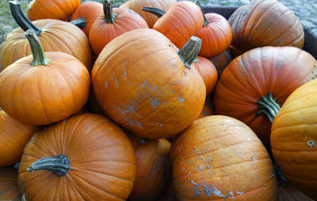 pumpkinsの写真素材