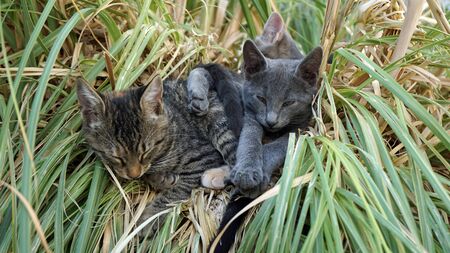 santorini in autumnの写真素材
