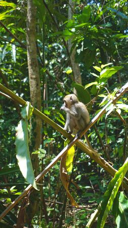 wild monkeys in asian rainforest