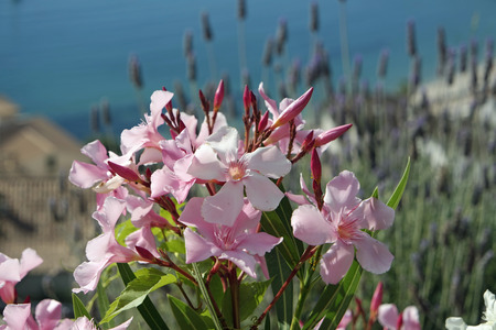 close up of colorful flowers onbalearic island malorcaの写真素材