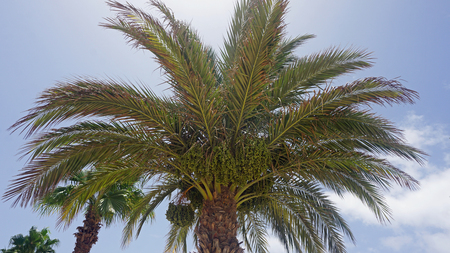 african palm tree on cape verdeの写真素材