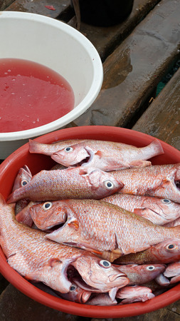 fresh fish from cape verden