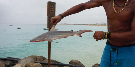 small shark on sal islandの写真素材