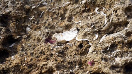 sea shells on the beach of the algarve
