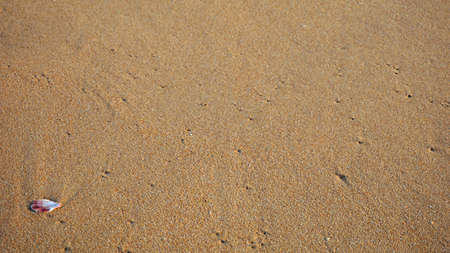 close up of shells on a beach on the algarve coast
