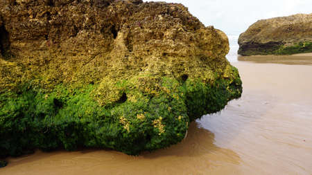 green sea grass on rocks on the algarve coast