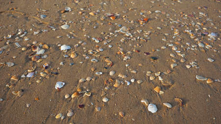 close up of shells on a beach on the algarve coast