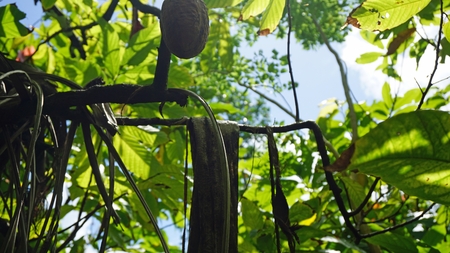 tropical fruit tree in the dominican republic