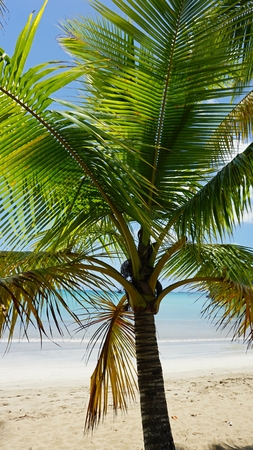 bonita beach on samana in the dominican republicの写真素材
