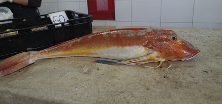 traditional fish market in split in croatia