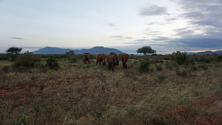 wild living elephants in a kenyan national parkの写真素材