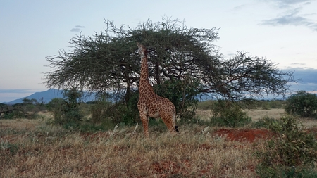 wild living giraffe in a national park in keyaの写真素材