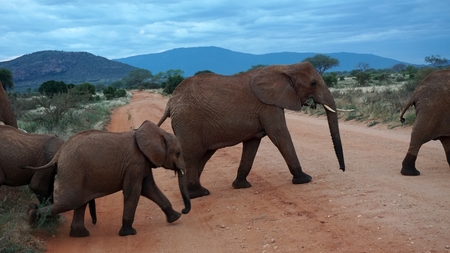 wild living elephants in a kenyan national park