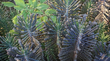 close up from tropical plants of kenya