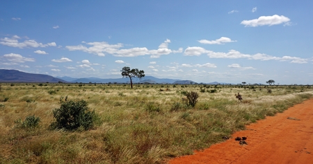 green natural landscape in kenyan safari park after raining seasonの写真素材