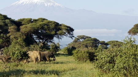 wild living elephants in a kenyan national parkの写真素材
