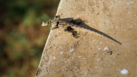 wild living noun in kenyan national park