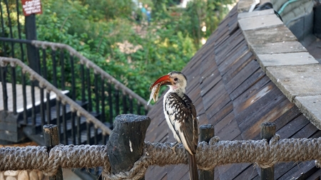 wild living red billed hornbill bird in kenya