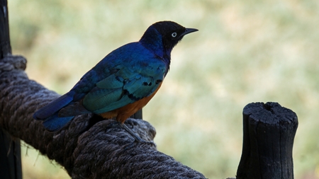 superb sterling bird in kenyan national parkの写真素材