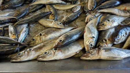 fresh fish from the local fish market of aveiro in portugal